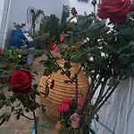 Remvi