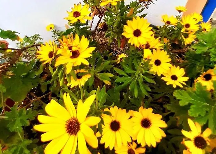 Remvi Livádi Kithíron